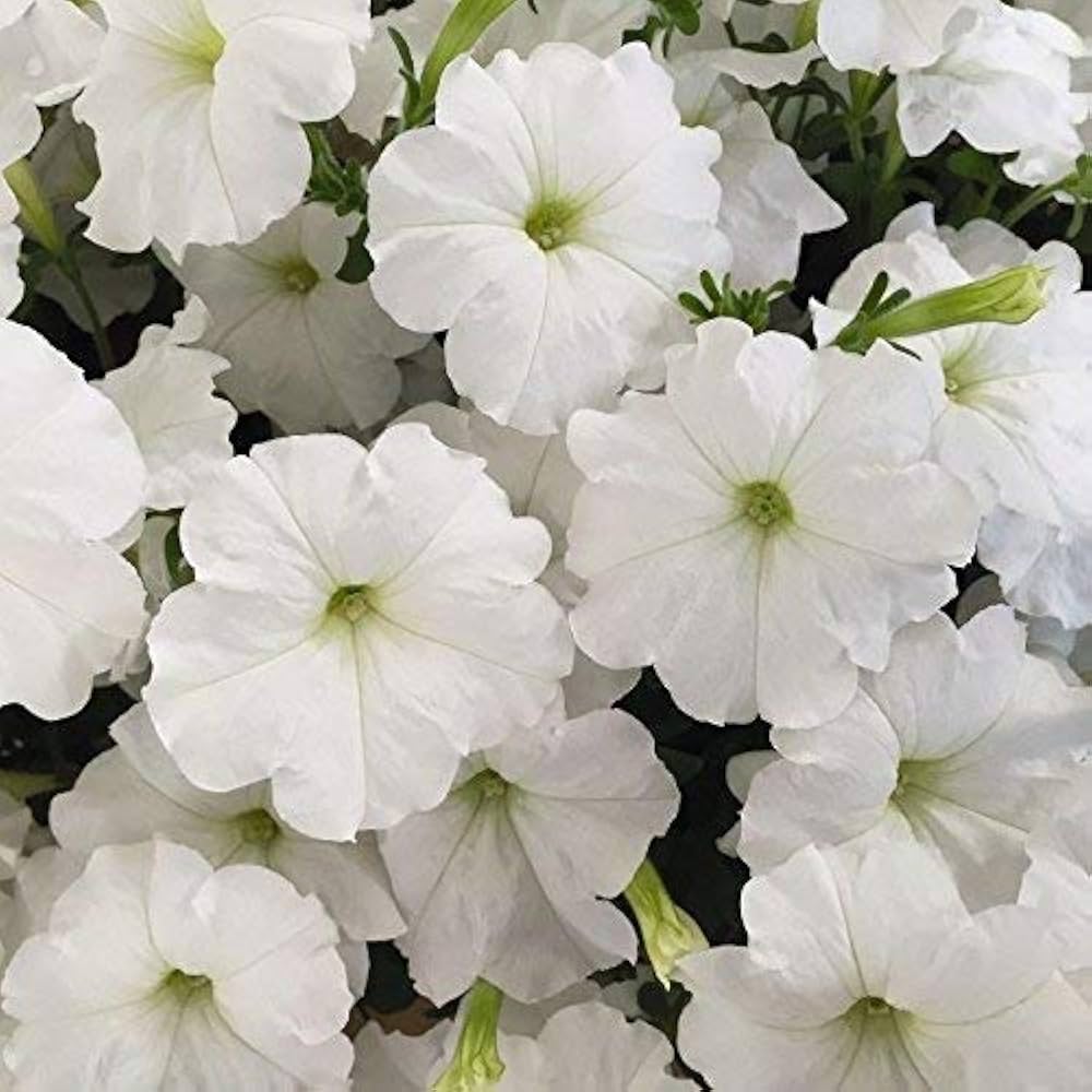 Petunia flower Petunia hybrida Trilogy Purple pelleted seeds for planting in home garden containers or vertical gardens