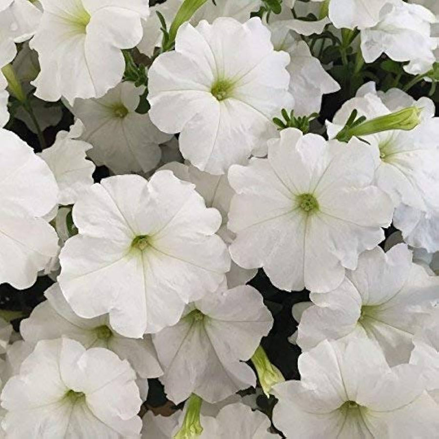 Petunia flower Petunia hybrida Trilogy Purple pelleted seeds for planting in home garden containers or vertical gardens