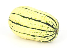 Lakota Squash Seeds (Cucurbita pepo) for growers stocking the vegetable patches and home gardens