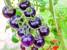Organic Purple Cherry Tomato Seeds for a productive addition to the vegetable patch