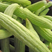 Armeno Yard Cucumber Long Seeds for growers stocking the Non-GMO Home Garden Vegetables