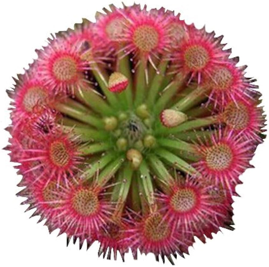 Silver Hair Sundew (Drosera variety) for planting in home garden