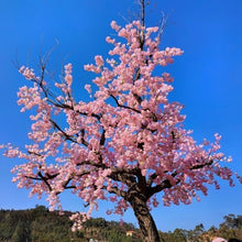 Japanese Cherry Blossom Seeds (Prunus serrulata) for growers planting the Garden