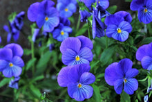 Pansy Seeds (Viola tricolor) for growers seeking a long-blooming display