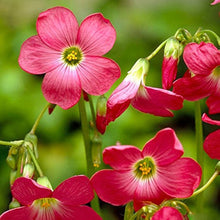 Oxalis Seeds (Oxalis spp.) for growers seeking a long-blooming display