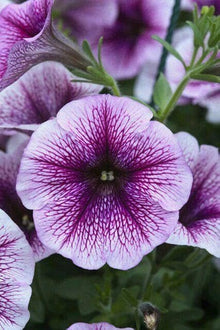 Tritunia Violet Petunia Seeds valued for elegant Purple Flowers