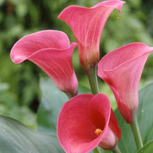 Calla Lily Seeds for a lasting display in the Home Garden & Flower Bed