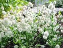 Bunny Tail Grass Seeds (Lagurus ovatus) for ground cover in the ornamental gardens and ground cover