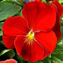 Pansy Seeds for reliable seasonal color