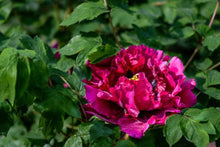 Peony Seeds (Paeonia spp.) for colorful blooms in the Flower Bed & Home Garden