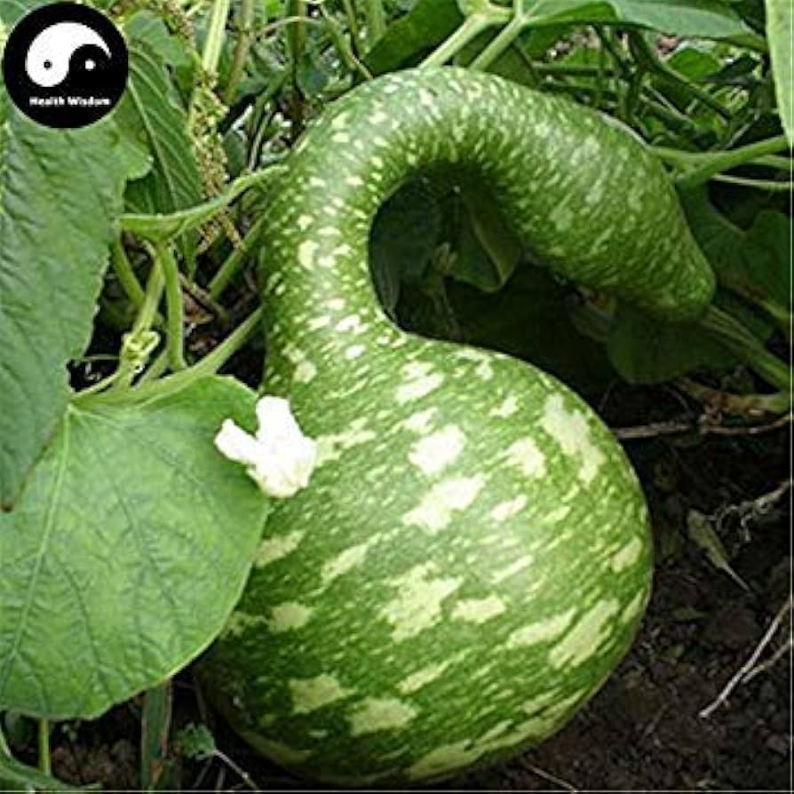 Swan Bottle Pumpkin for planting