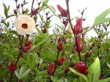 Roselle Hibiscus Sabdariffa Seeds for seasonal color across the Edible Garden Herbal Patch