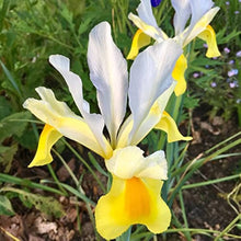 Iris Seeds (Iris germanica) for a bright addition to the Flower Bed & Home Garden