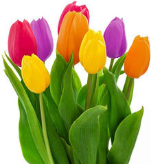 Mixed Tulip Flower Plant Seeds for reliable seasonal color
