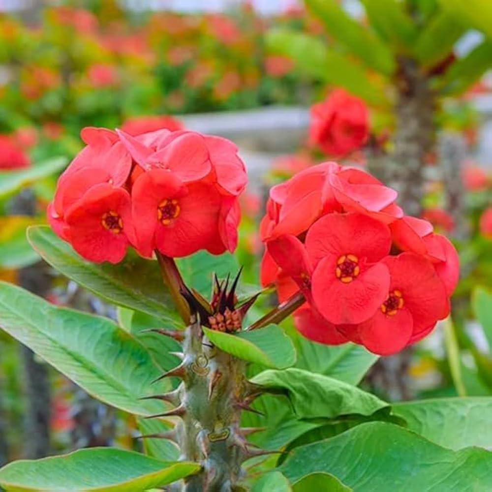 Red Euphorbia flower seeds