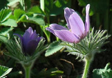 Pasque Flower Pulsatilla Seeds for gardeners building out beds and borders