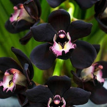 Orchid Cymbidium Faberi Unique Black Seeds known for indoor Decorative Bonsai Displays