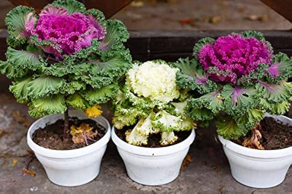 Flowering Kale â€˜Coral Queen Redâ€™ seeds â€“ ornamental cool-season annual