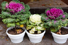 White Ornamental Cabbage Seeds for a fresh homegrown crop from the cool-season gardens