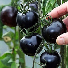 Hungarian Historical Tomato Set: Indigo Tomato Indigo Rose Cherry Drops Kumquat Seeds for home growers seeking a reliable harvest
