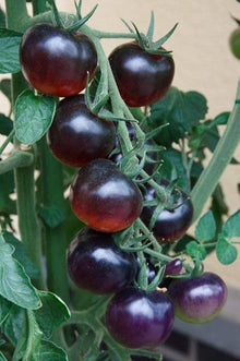 Black Tomato Seeds prized among growers for bonsai