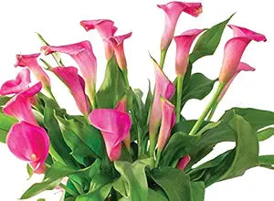 Pink Calla Lily Zantedeschia Aethiopica Flower - for planting in home garden
