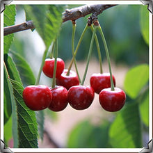 Cherry Seeds for growers planting the Your Garden