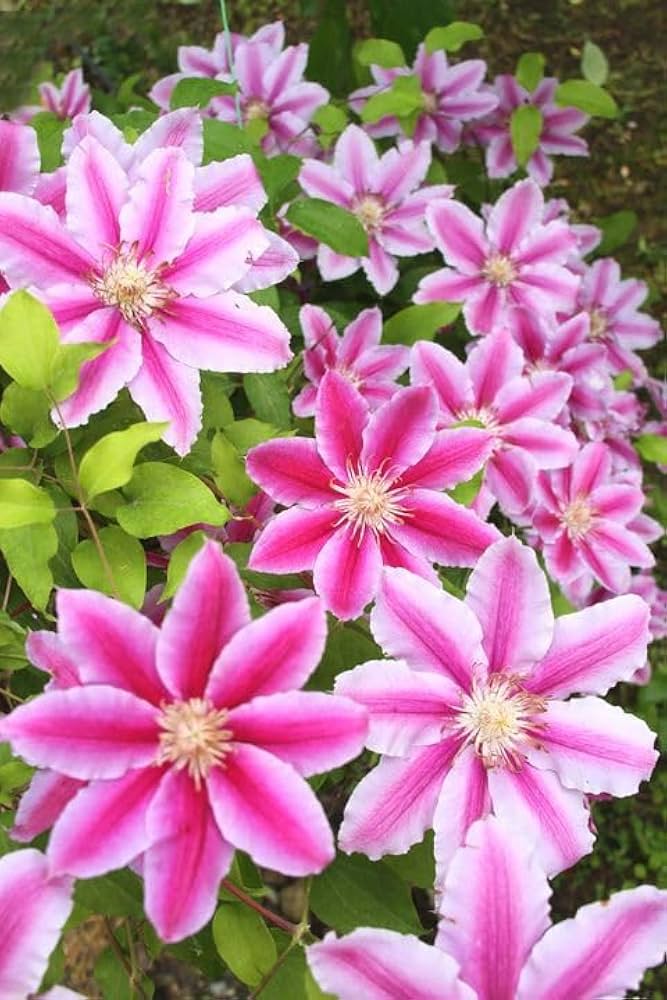 Clematis Flower ��������� Clematis spp. ��������� for planting in pink white garden