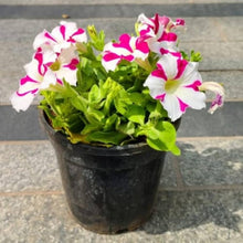Rare Mixed Petunia Organic Seeds for gardeners building out beds and borders