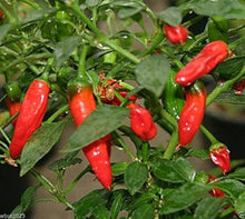 Apache Red Chili Pepper Samen große oder kleine Behälter Seeds (Patio und) for a productive addition to the vegetable patch