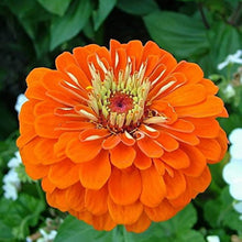 Zinnia Seeds (Zinnia elegans) for sweet homegrown fruit in the backyard gardening and home garden pots