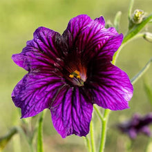 Annual Painted Tongue Kew Blue Flower Salpiglossis Sinuata Seeds for growers seeking a long-blooming display