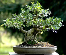 Mini African Sky Blu Bonsai for Rare Flowering Plants known for rare Flowering Plant