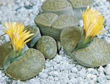 Succulent Lithops Pseudotruncatella Cactus Seeds known for indoor Low-Maintenance Decor