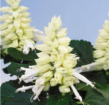 White Salvia Vista Seeds for growers filling out the Summer Flower Beds Window Boxes