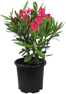 Nerium oleander seeds ��������� flowering ornamental plants for planting in pots or balcony gardens