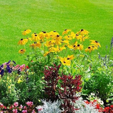 Case Native Wildflower Diverse Bloom Mix Seeds for a colorful addition to any planting