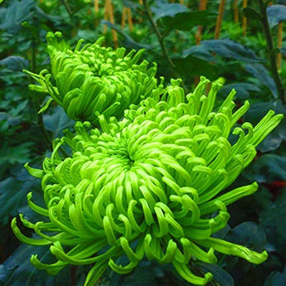Chrysanthemum Flower ��������� Chrysanthemum spp. ��������� for planting in green garden