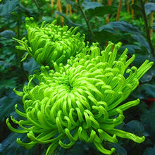 Chrysanthemum Flower ��������� Chrysanthemum spp. ��������� for planting in green garden