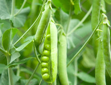 Alaska Pea Seeds (Pisum sativum) for a reliable harvest in the kitchen garden and home farming