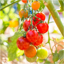 Cherry Tomato Seeds (Solanum lycopersicum) for growers stocking the Garden
