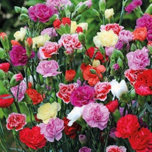 Garofani Dianthus Caryophyllus Balcony Seeds for a colorful addition to any planting