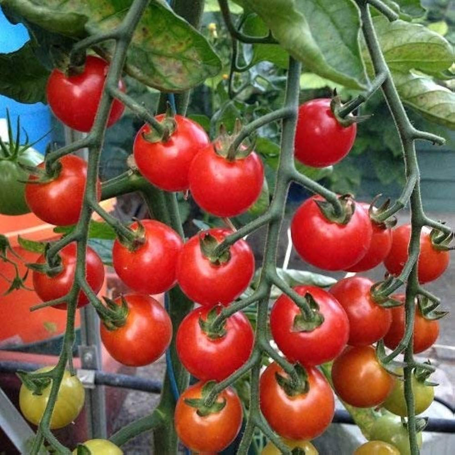 Tomate Kremenchugskiy Seeds for heirloom tomatoes with rich flavor