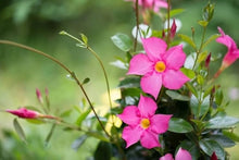 Mandevilla Sanderi Seeds for a bright addition to the Flower Bed & Urban Garden