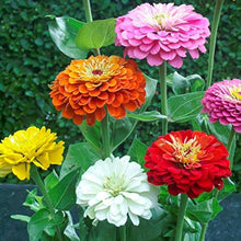 Rainbow Dahlia Mixed Colors Seeds for a colorful addition to any planting