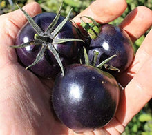 Altdeutsche Tomate Rare Heirloom Tomato Seeds for productive rows in the Vegetable Patch