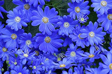 Blue Daisy Hardy Ornamental Seeds for a bright addition to the Garden