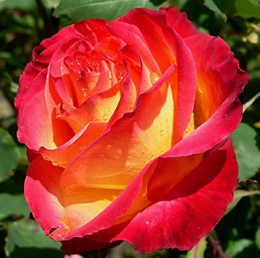 Colorful Roses with Red Edge Seeds (100 pcs) â€“ Vibrant Rose Mix for Garden or Pots