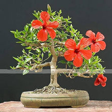 Red Giant Hibiscus Flower Seeds