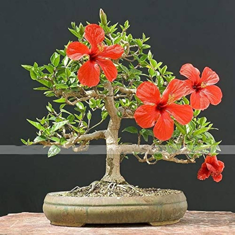 Red Giant Hibiscus Flower Seeds